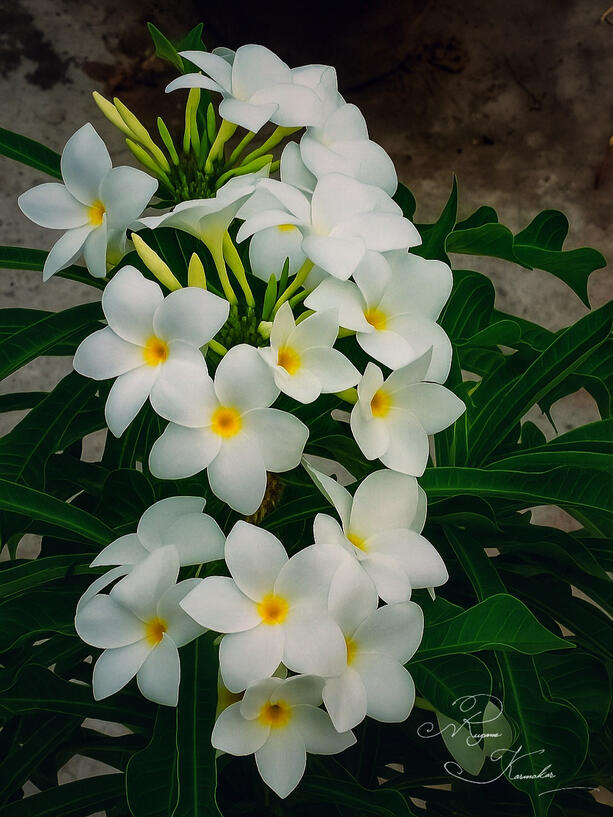 They bloom not to impress, but to exist — pure, quiet, unapologetically beautiful. 🤍 White petals whispering peace, 💛 yellow hearts holding summer’s warmth. 🌿 This is how stillness speaks..