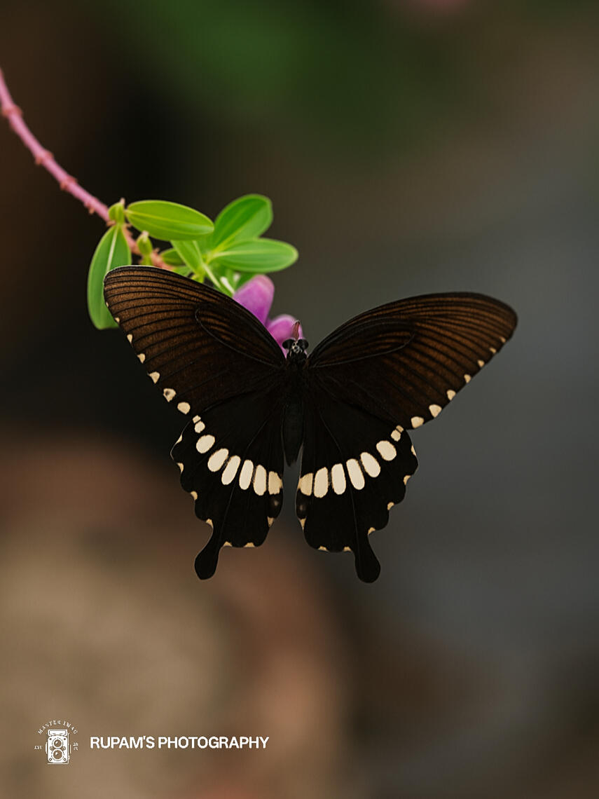 Doesn’t chase the spotlight — finds stillness in the shade, dances on petals like it’s a private stage, and wears the dusk on velvet wings like art. 🖤🦋🌿