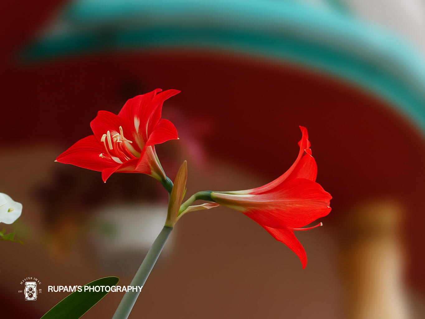 Har shaam ke baad, kuch phool 🌸 chupke se khil jaate hain... Na shor machate hain, na rangin 🎨 hone ki baat karte hain— Bas ek khamoshi 🤫 mein jee lete hain apni kahani 📖. Unhi khushbuon 🌺 mein chhupi rehti hai yaadon 🕰️ ki ek gallery 🖼️