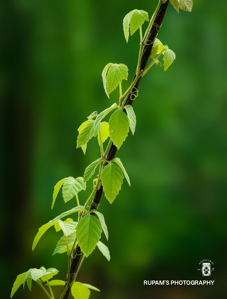 It started as just a stem… fragile, unsure. But each leaf whispered — “climb anyway.” No map. No promise. Just light at the top, and a will strong enough to chase it. Because some journeys aren’t meant to be loud — they’re meant to grow quietly… one leaf a