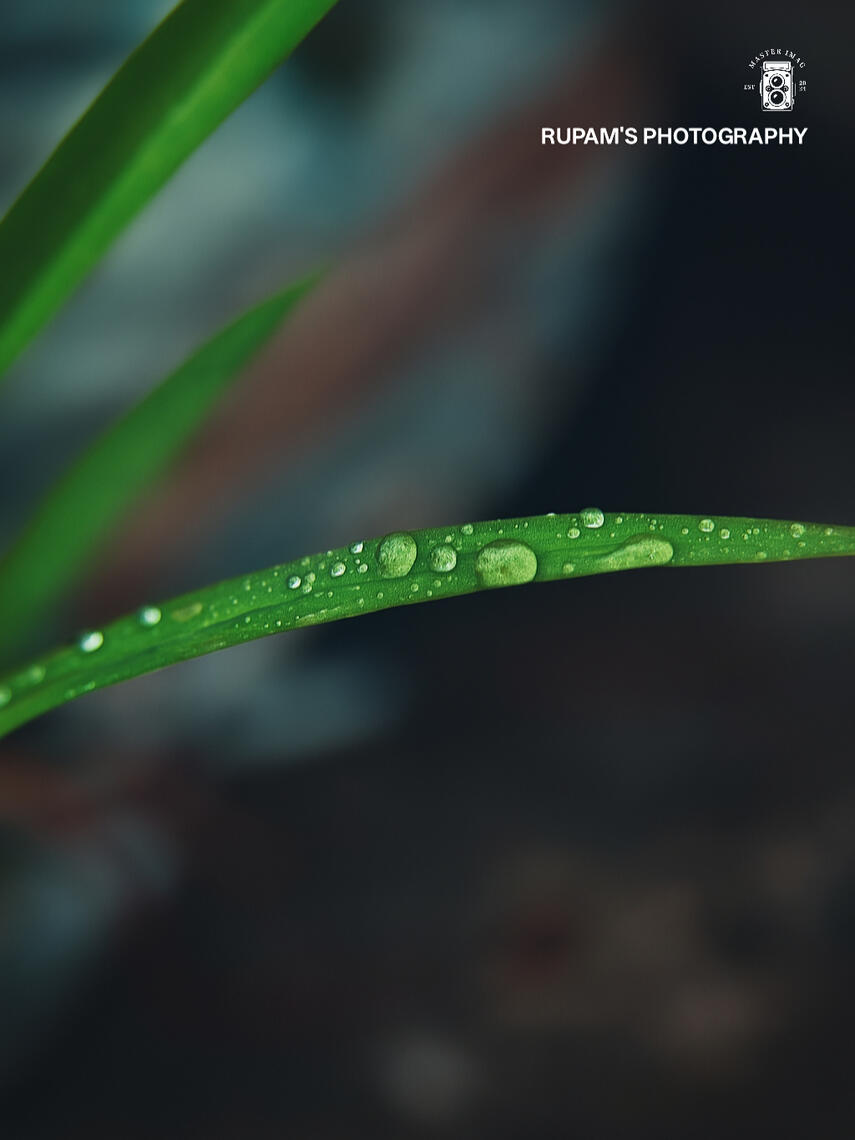 Even the smallest drops carry the weight of the sky.. resting softly on a leaf that never asked, but held on anyway.. 🌿💧✨