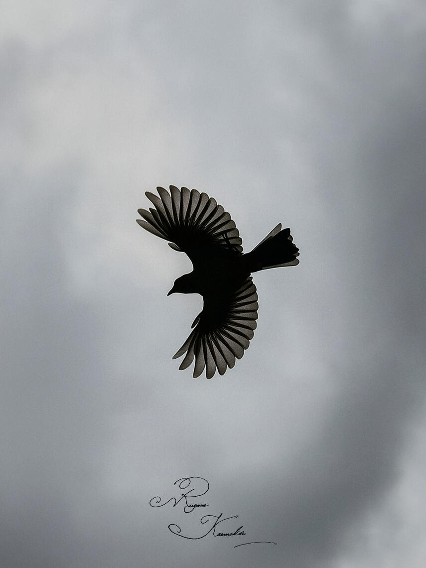 Udaan 🪽🪽.... Not all freedom makes noise — some just glide quietly against grey skies, wing by wing, breath by breath, carving poetry into the wind.. 🕊️🌫️🌬️