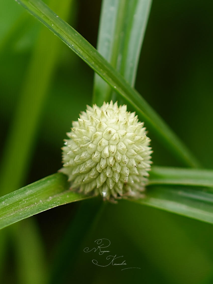 🔍🍃Sometimes, the tiniest details hold the biggest wonders.. Nature speaks in silence — you just have to zoom in and listen 👂🌱✨