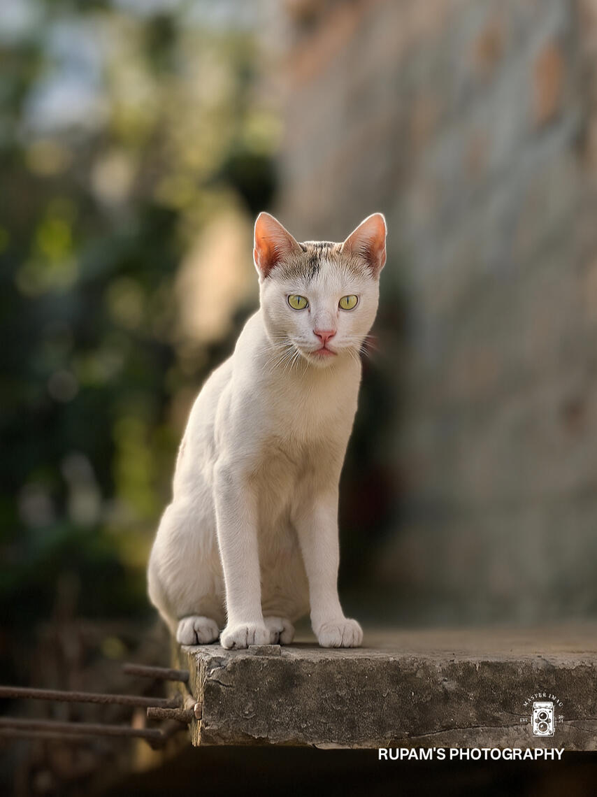 That stare — part curiosity, part command.. No noise, no rush.. just presence. A little kingdom ruled in silence. 🐾👑☀️