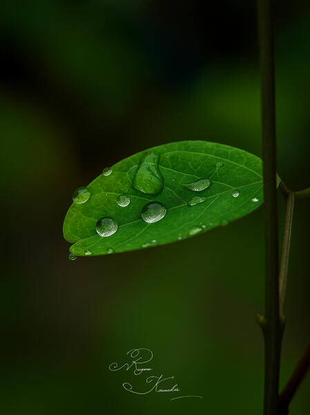 💧 Har boond mein chhupi hoti hai ek kahani — 🌧️ kabhi safar se thaki, toh kabhi thahar jaane ko raji.